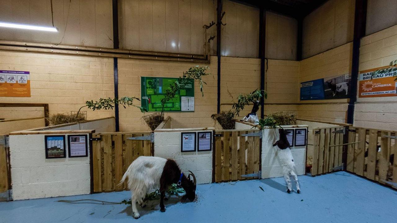 Northop - Farm Animal Centre